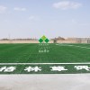 【格林热销】运动场地单丝草坪 绿色30-55mm足球草