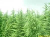 南京雪松，廣玉蘭，白玉蘭，杜仲，楓香，馬褂木，大葉女貞