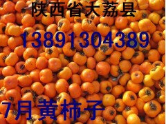 陕西柿子产地金钱柿子批发尖顶柿子价格日本甜柿子基地7月黄柿子