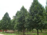 八月桂價(jià)格,毛白楊價(jià)格,馬褂木價(jià)格,壽星桃價(jià)格表