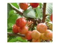 矮化櫻桃苗  櫻桃苗價(jià)格 櫻桃苗出售 山東櫻桃苗
