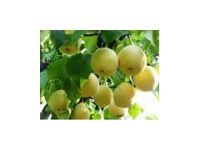 梨苗價(jià)格 山東梨苗 梨苗 梨苗出售