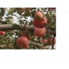 苹果苗价格 苹果苗品种 山东苹果苗 苹果苗供应