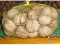 核桃苗價格 山東核桃苗 核桃苗品種