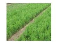 側(cè)柏苗價(jià)格 山東側(cè)柏苗 營養(yǎng)杯側(cè)柏苗 側(cè)柏苗出售