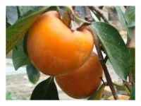 柿子苗 山東柿子苗  柿子苗價(jià)格 柿子樹