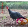 贵州火鸡苗-2012－10－27发布新贵州哪有火鸡苗