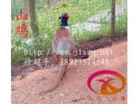 野雞苗發(fā)往貴州－貴陽－凱里－銅仁－六盤水等地