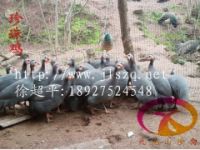 珍珠雞苗發(fā)往貴州－質(zhì)量好－自然成活高－00001