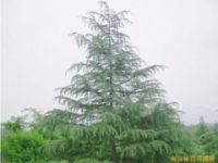 南京雪松，南京雪松苗圃，南京雪松苗木