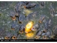 甘氨酸丙酯 誘食促長劑 水產(chǎn)誘食劑