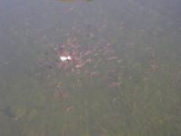 強(qiáng)效魚(yú)類誘食劑 魚(yú)兒爭(zhēng)著吃