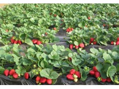 优质草莓苗出售 草莓苗价格 草莓苗基地