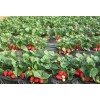 优质草莓苗出售 草莓苗价格 草莓苗基地