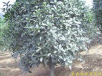 供應(yīng)南京桂花等多種綠化苗木