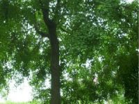 供應(yīng)南京烏桕等多種綠化苗木