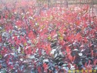 供應(yīng)南京紅葉石楠等多種綠化苗木