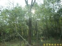 供應南京樸樹等多種綠化苗木