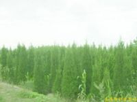 供應(yīng)南京蜀檜等多種綠化苗木