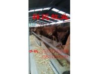 今日肉牛犢價(jià)格小牛犢多少錢一頭