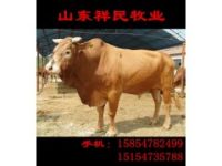 山東魯西黃牛多少錢一頭