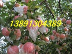 陕西大荔万亩优质红富士苹果产地批发大量上市