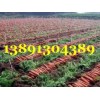 陕西大荔万亩优质红萝卜产地批发大量上市