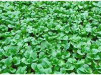 秦皇島嫁接茄子苗 長圓茄子苗價(jià)格