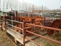 養(yǎng)一頭魯西黃牛賺多少錢