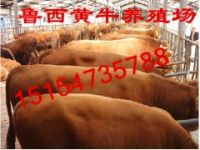 育肥小牛苗價格明年