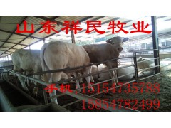300斤肉牛犊价格报价