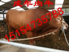 300斤鲁西黄牛犊价格今日