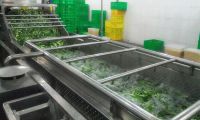 菠菜氣泡清洗機(jī)、青菜氣泡清洗機(jī)