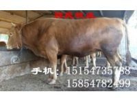 400斤西门塔尔牛犊价格多少