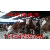 牛犊品种的价格