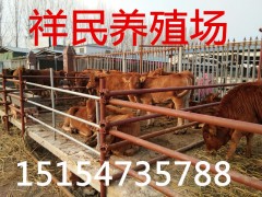 200斤小黄牛出售价格