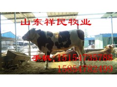 300-400斤西门塔尔肉牛犊价格