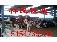 西门塔尔肉牛犊多少钱一斤