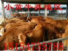 200斤小黄牛价格多少