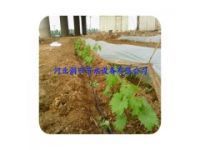 滴灌管用于什么植物 湖北宜昌市16毫米滴灌管厂家
