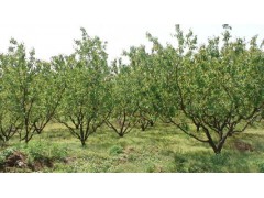 山西杏树、7-8-9公分杏树、农业批发、山西春秋苗圃