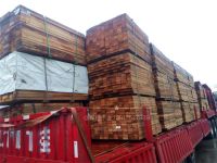 紅雪松批發(fā)