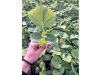 棗莊黃瓜苗【預(yù)定品種】嫁接黃瓜苗