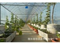 潤康園立體綠化種植桶 組合箱 屋頂綠化大花盆植樹盆