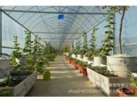 立體綠化種植桶 組合箱 屋頂綠化 大花盆 植樹盆道路綠化