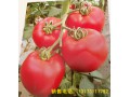 朝阳番茄育苗厂 硬粉番茄种苗价格
