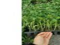 鶴崗番茄苗 嫁接番茄苗品種育苗廠