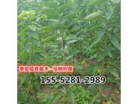 【大紅燈櫻桃樹成苗/2-5公分櫻桃樹成苗】