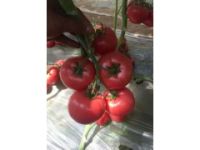 臨漳西紅柿種苗 粉色西紅柿種苗基地