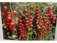 灤南小番茄西紅柿苗